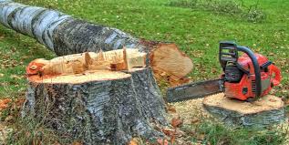 Professional Tree Services in Norton, VA