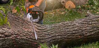 Best Tree Maintenance Programs  in Norton, VA