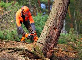 How Our Tree Care Process Works  in  Norton, VA
