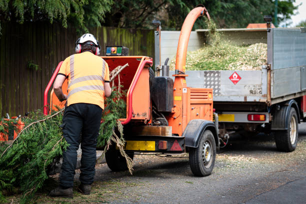 Best Tree Trimming and Pruning  in Norton, VA