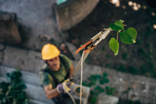 Best Leaf Removal  in Norton, VA