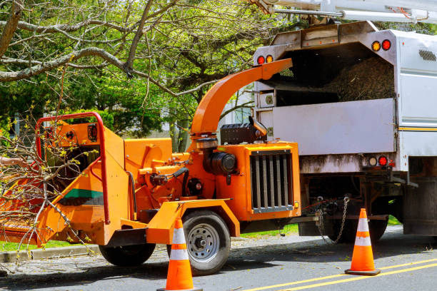 Best Seasonal Cleanup (Spring/Fall)  in Norton, VA