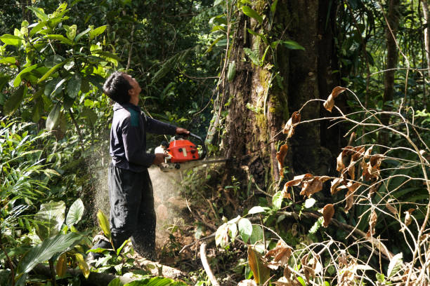 Best Commercial Tree Services  in Norton, VA