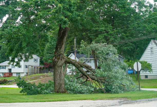 Best Tree Health Inspection  in Norton, VA