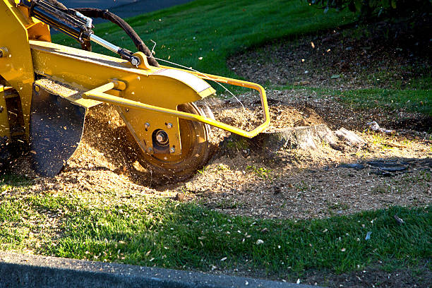Grass Overseeding in Norton, VA