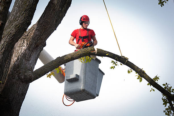 Best Arborist Consultation Services  in Norton, VA